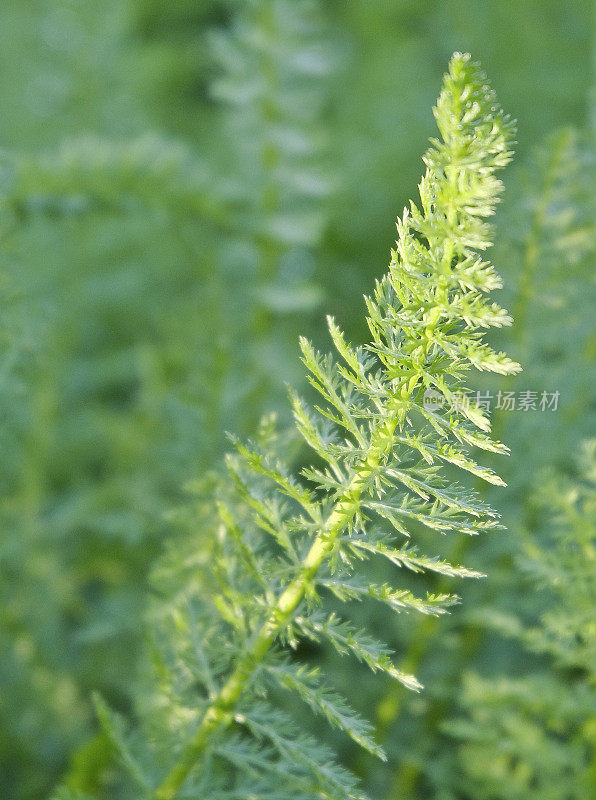 米蓍草(Achillea millefolium)特写